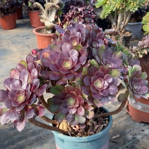 荷兰玫瑰多肉植物013