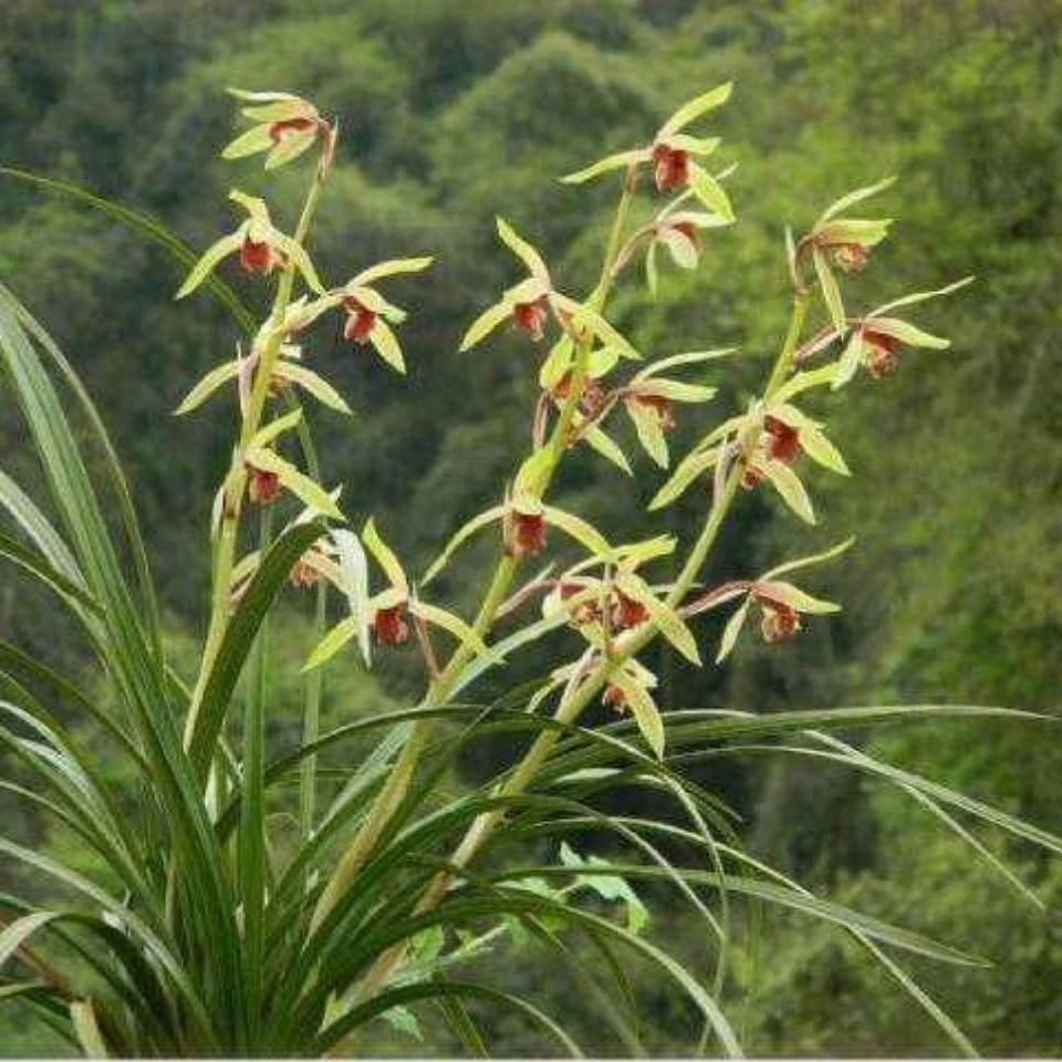 栾川兰花宝贝专用专拍链接花卉蕙兰精品兰花蕙兰