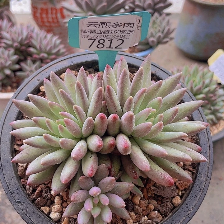 7812车厘子。