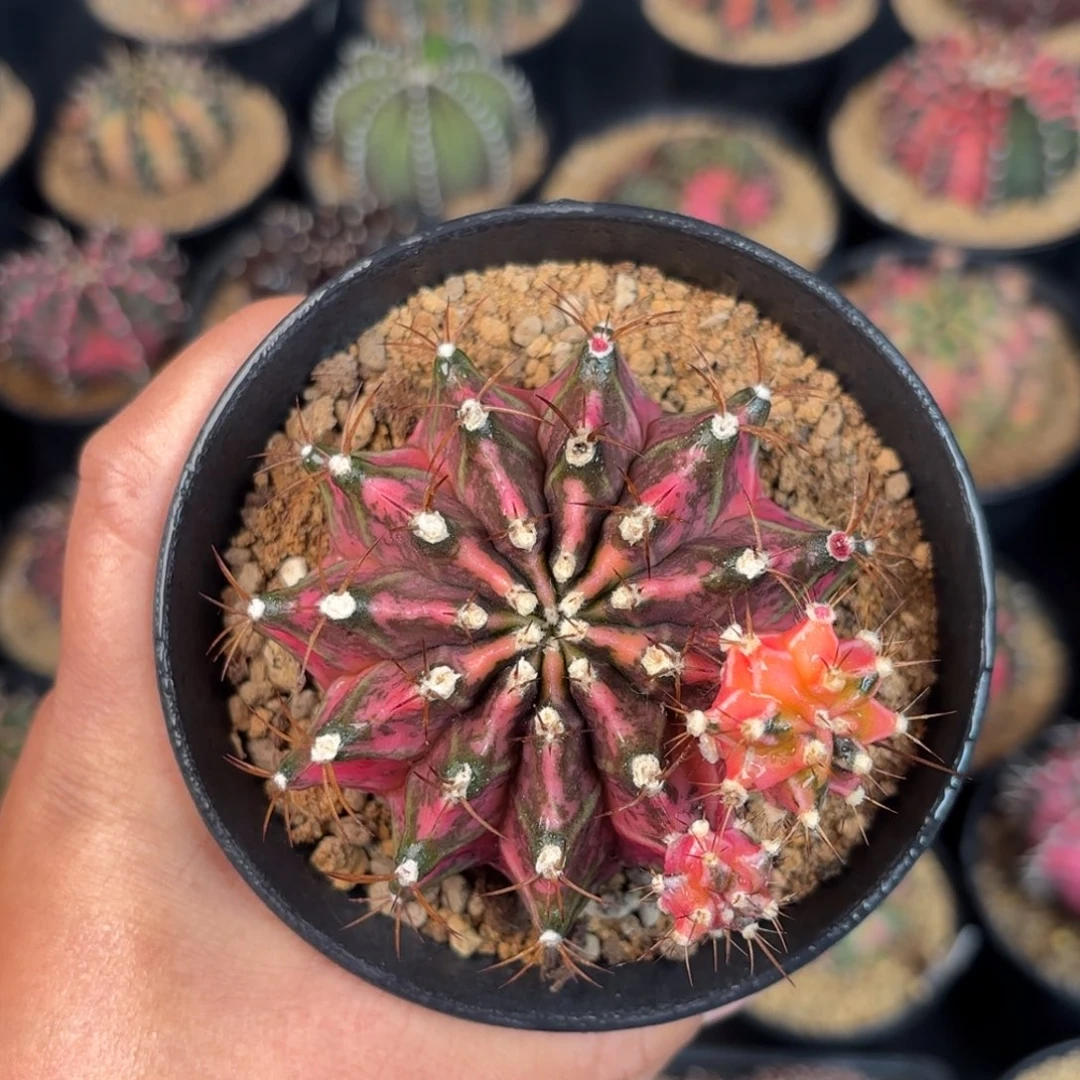 泰系米哈仙人球母本500