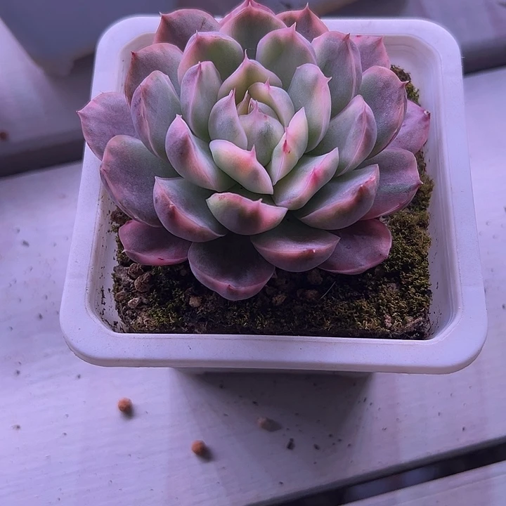 雨***虹草莓蛋糕金多肉植物单头