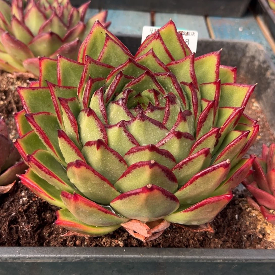 多肉一物一拍0202-88