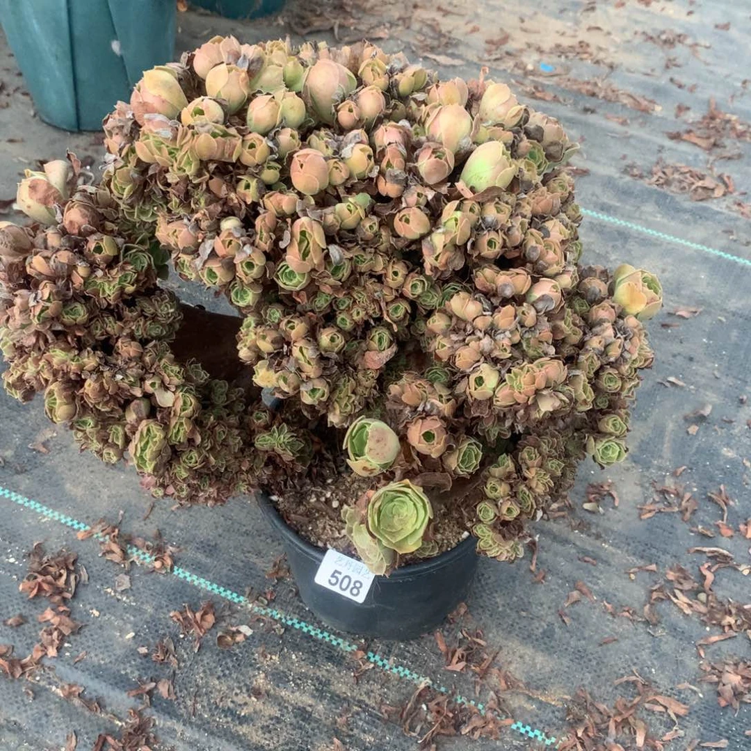 508玫瑰朵朵一颗缀