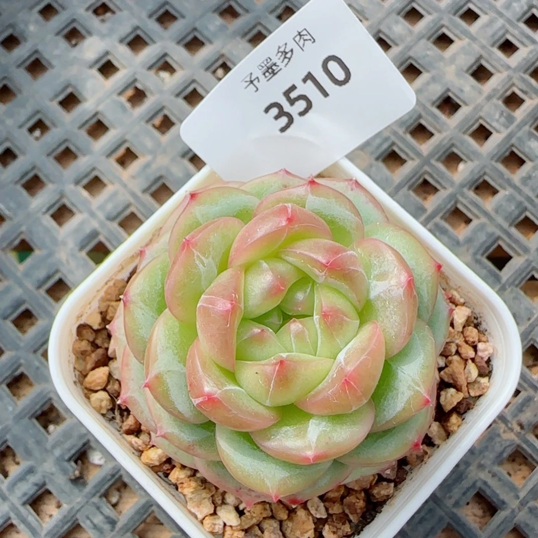 绿体财富密码，3510多肉植物