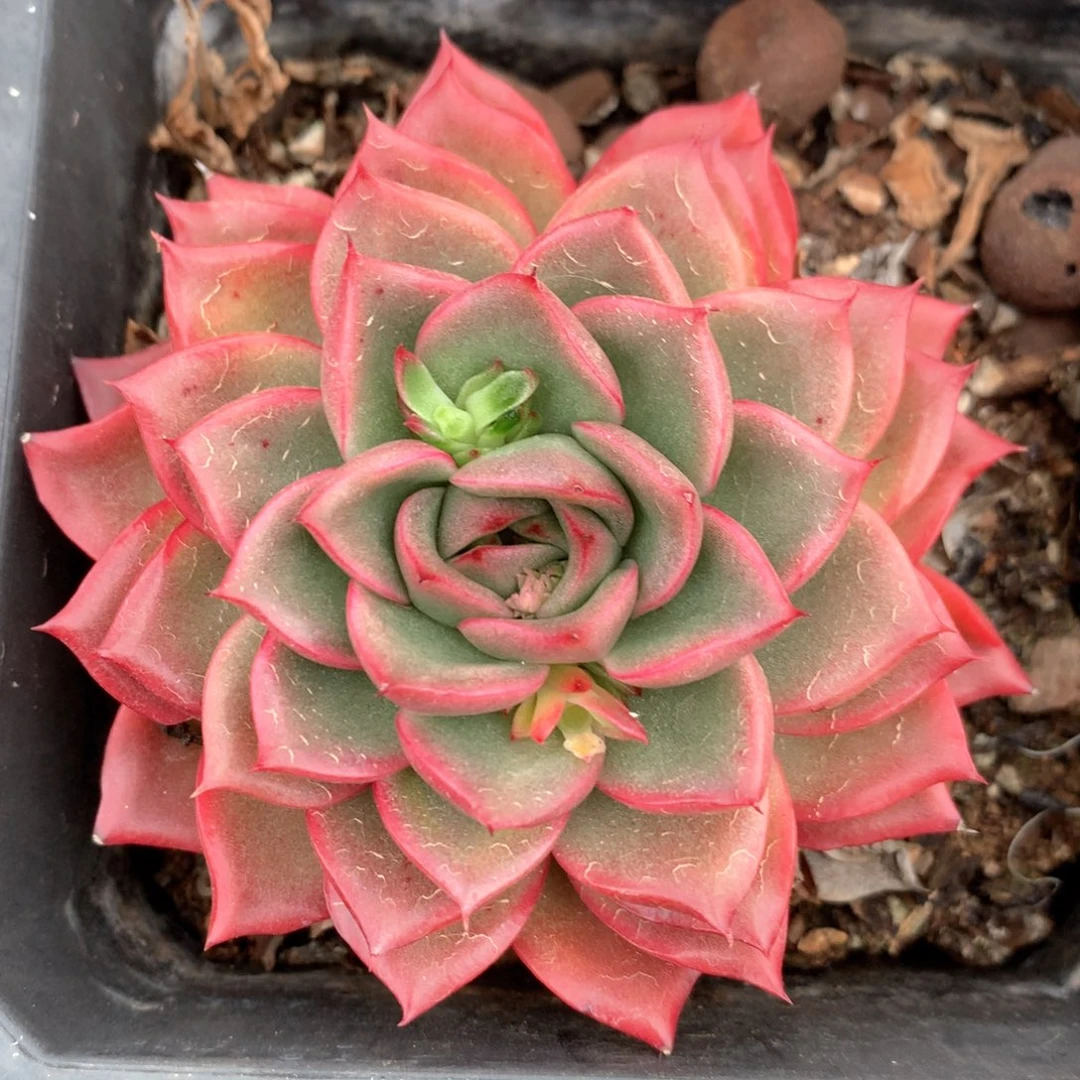 4636杂交多肉植物基地