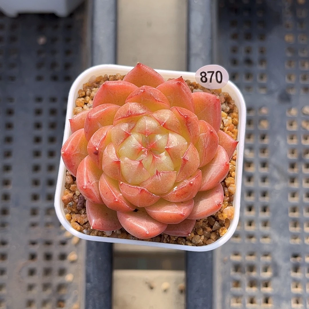 870  木桃珍妮多肉18包邮