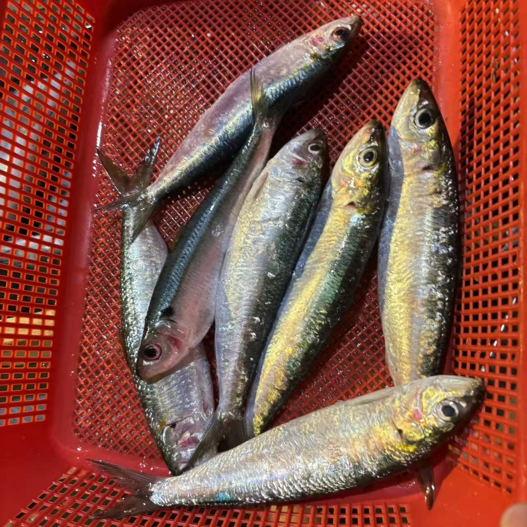 王泽 青磷 5斤（1斤7条左右）小刺很多，介意勿拍