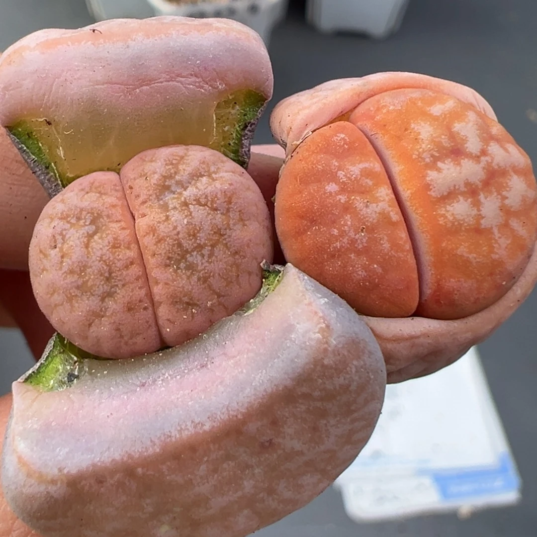 11.30好看的多肉脱土发货814