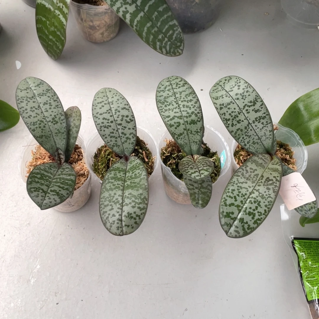 当前无花栽培后可以开花2.5爱丽丝复古脉纹西，少根