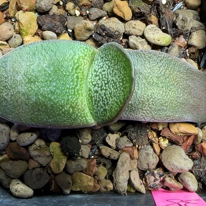 白釉卧牛，免费寄养