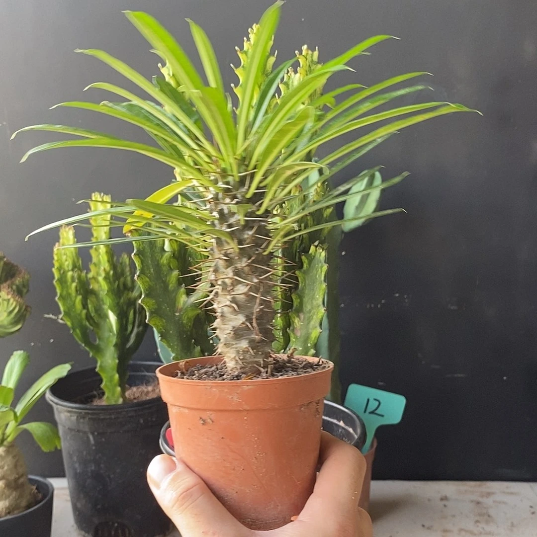 无花朵霸王树一物一拍