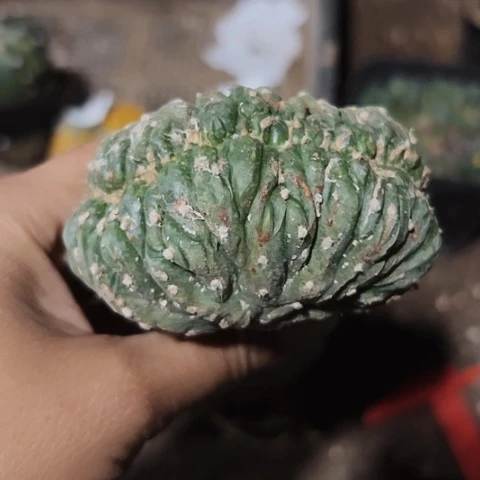 401兜缀化仙人球福利