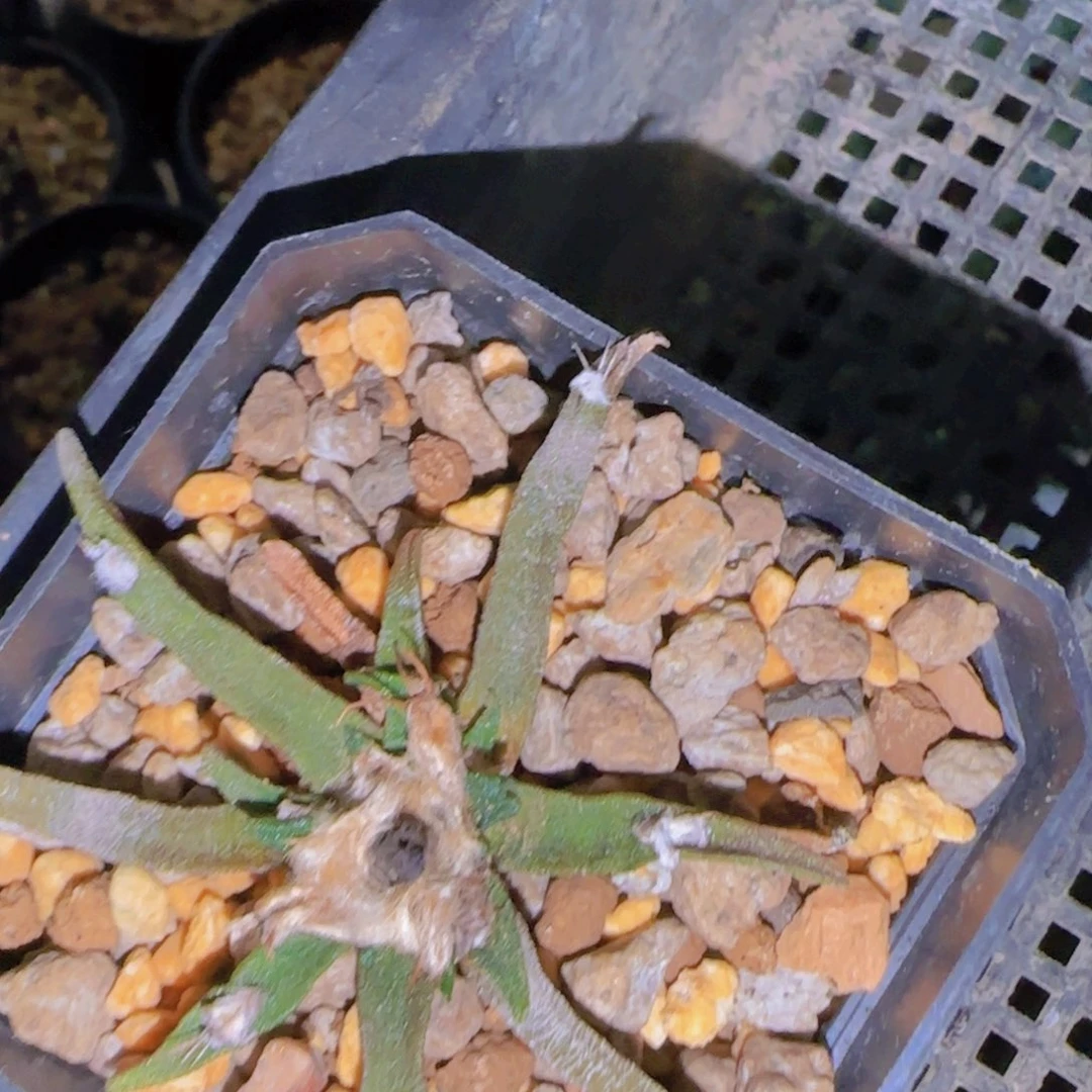 ?*迪块根植物块根植物