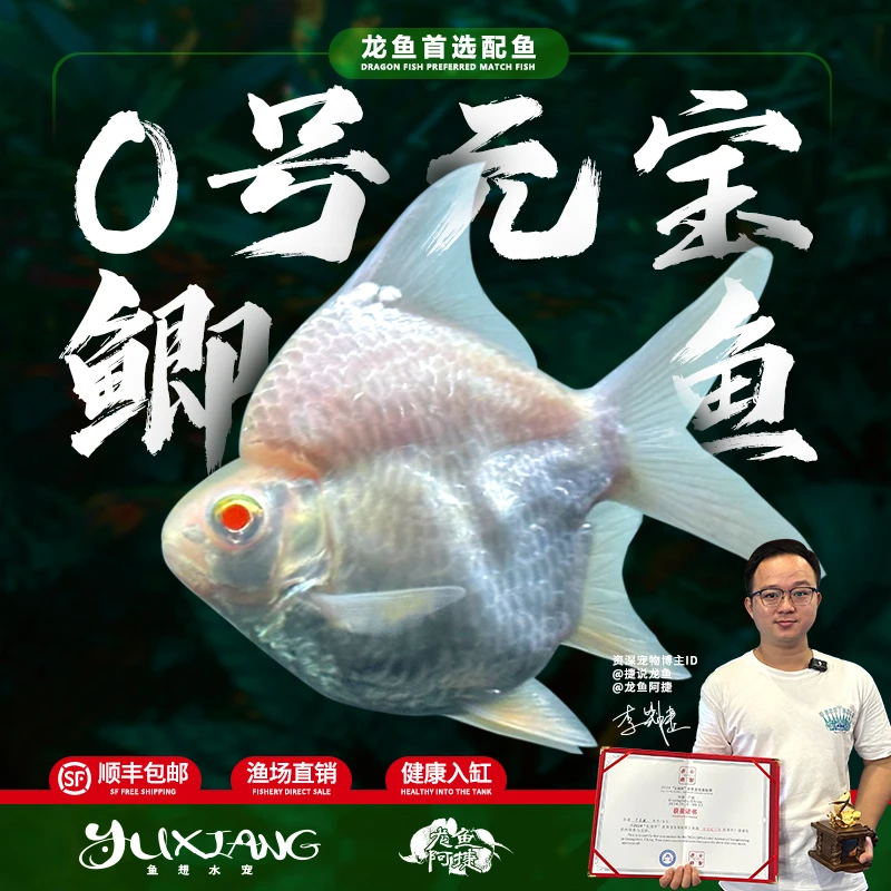 0号元宝鲫零号短身柠檬鲫活体热带观赏配鱼