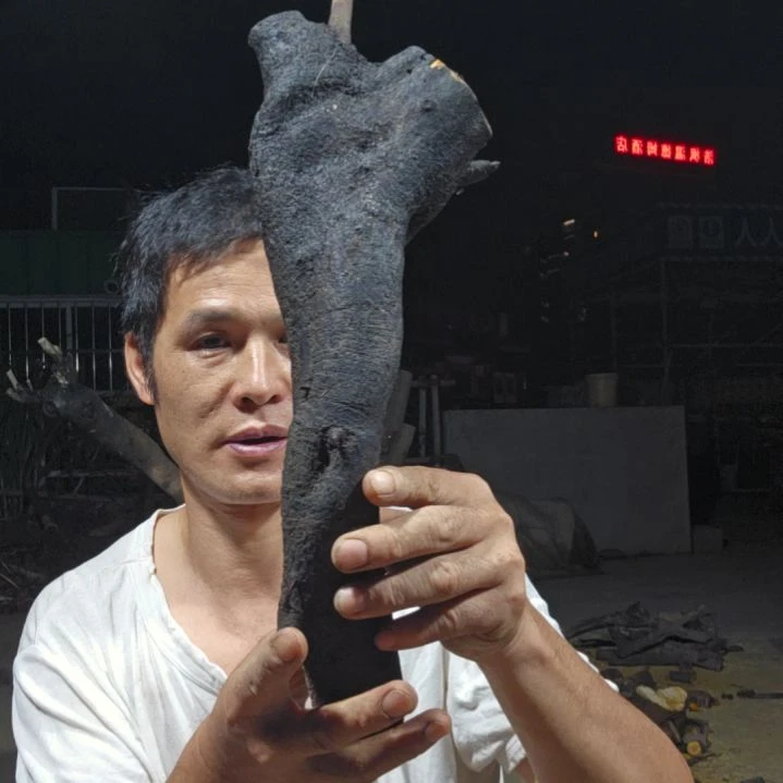 无花朵小乔金弹子当前无花果