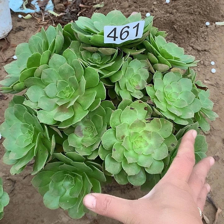 无花朵461沙拉碗多肉