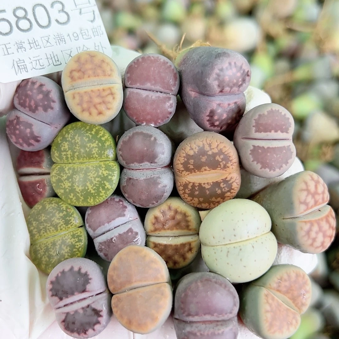 5803 好养易活生石花大母本18个