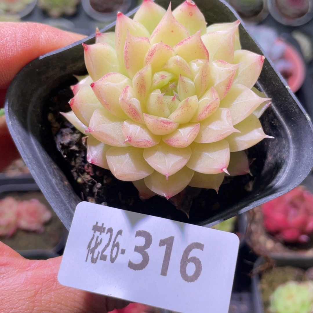 花利美26-316女王