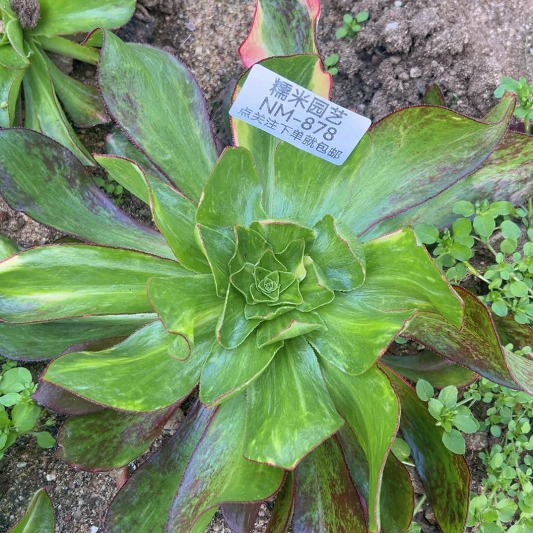 洛*倾魅影七彩多肉植物878