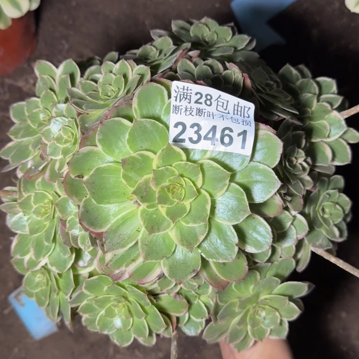 23461莲花座多肉植物
