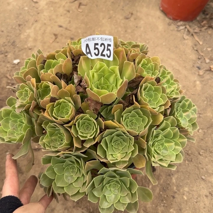 女巫中班……多肉植物……