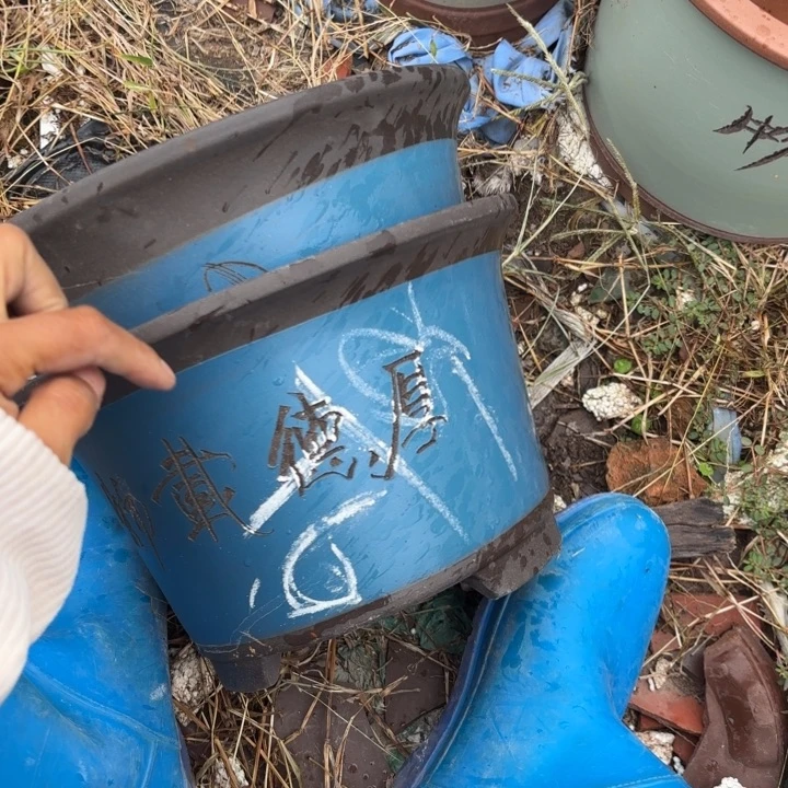 花盆紫砂紫砂的花