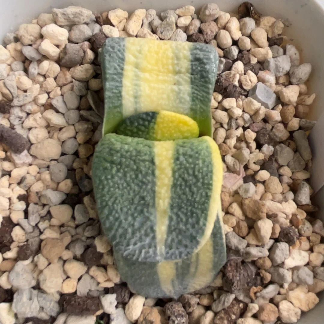 320脱土发货111111