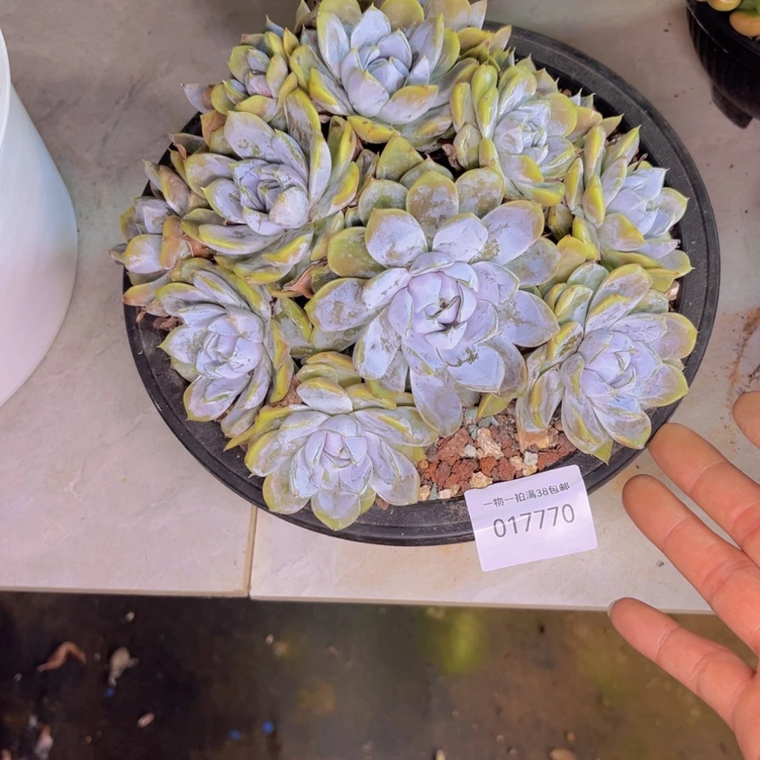 ~***~多肉一物一拍7770