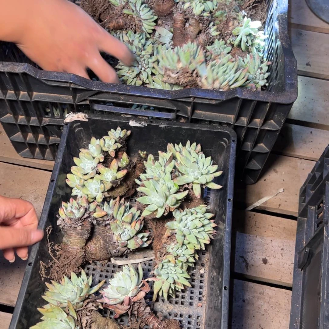 262哈哈哈哈哈哈哈哈