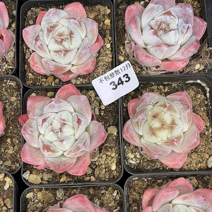 阿雅园艺。      343冰玉四颗