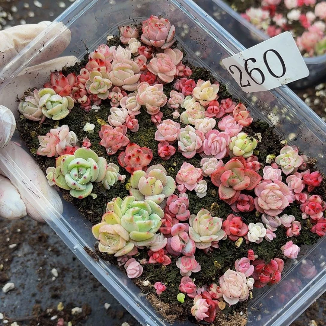 多肉植物多肉植物260