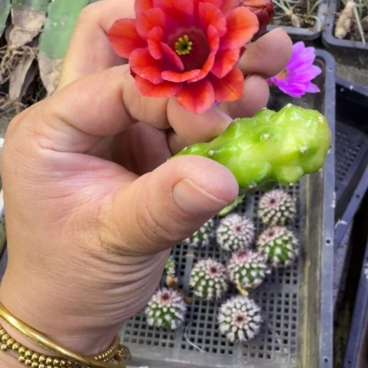 304桃太郎2个无根侧牙小，20包邮