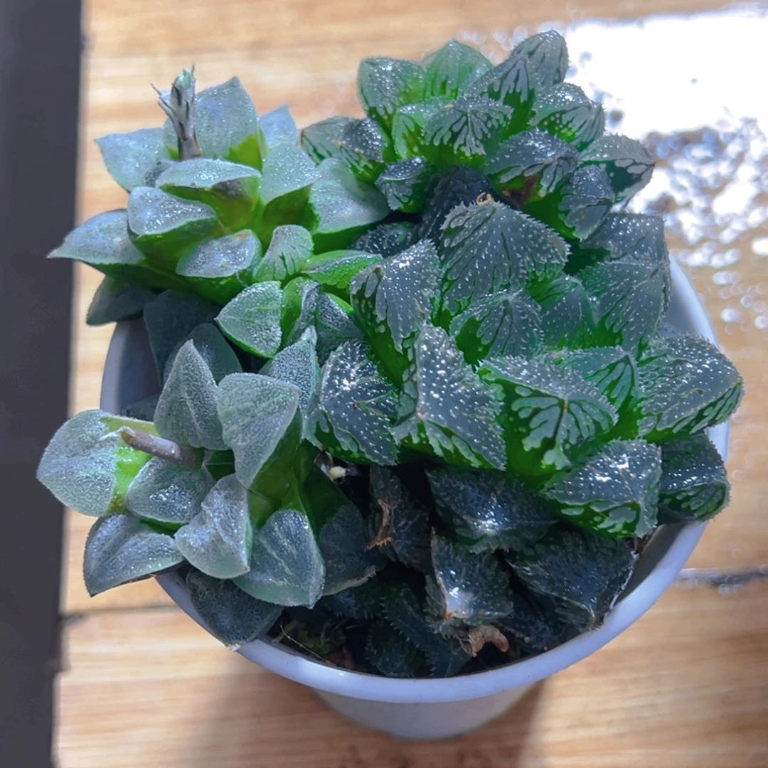 万象盆拼盘玉露多肉1