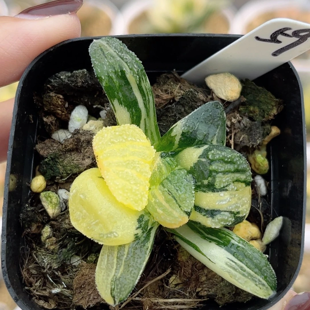 59雪之礼锦福利专场