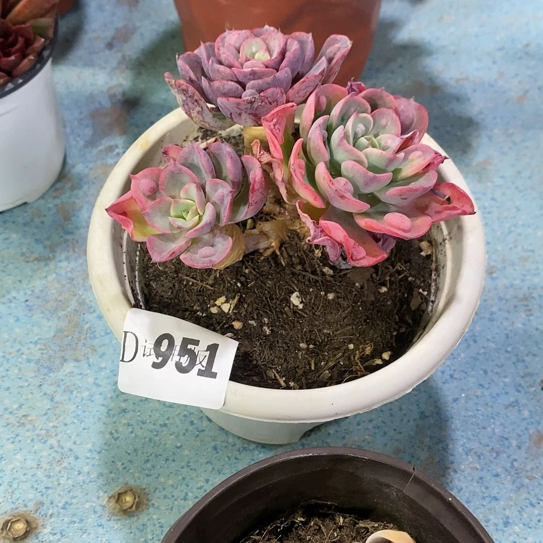 南****菜951雨滴多肉植物
