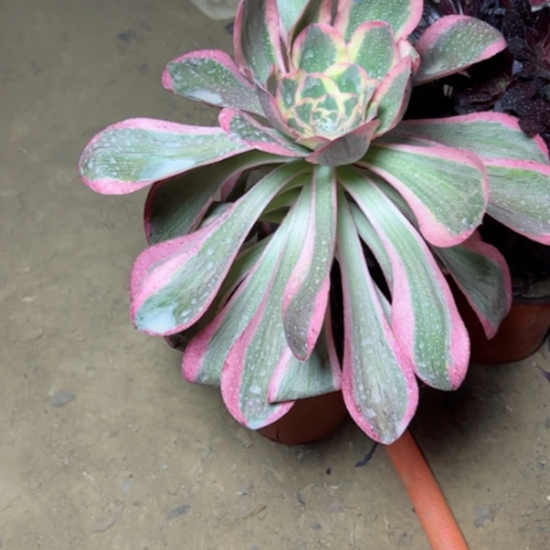 【闪购商品】鹏***里多肉植物艳姿66