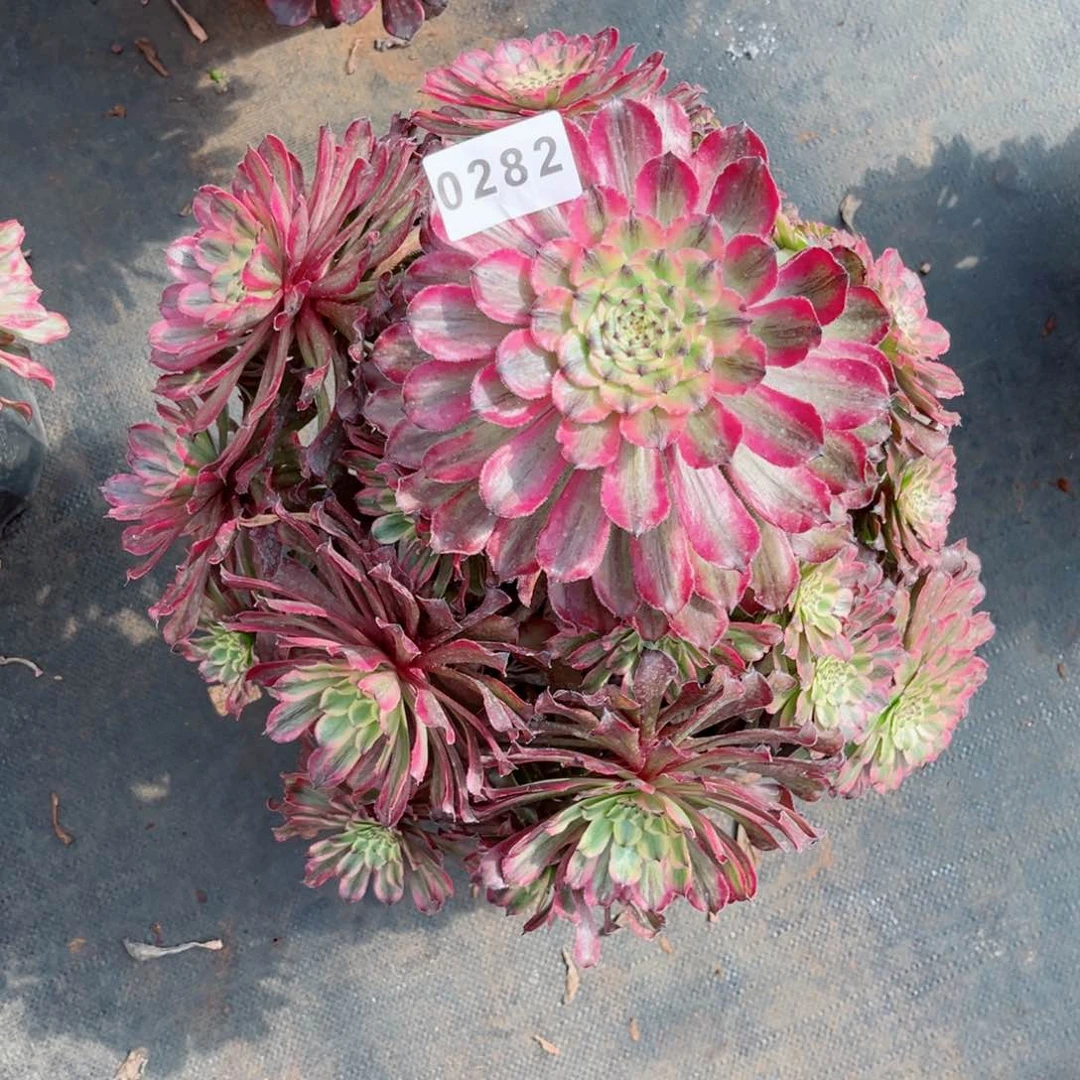 奥黛丽多肉发货发货