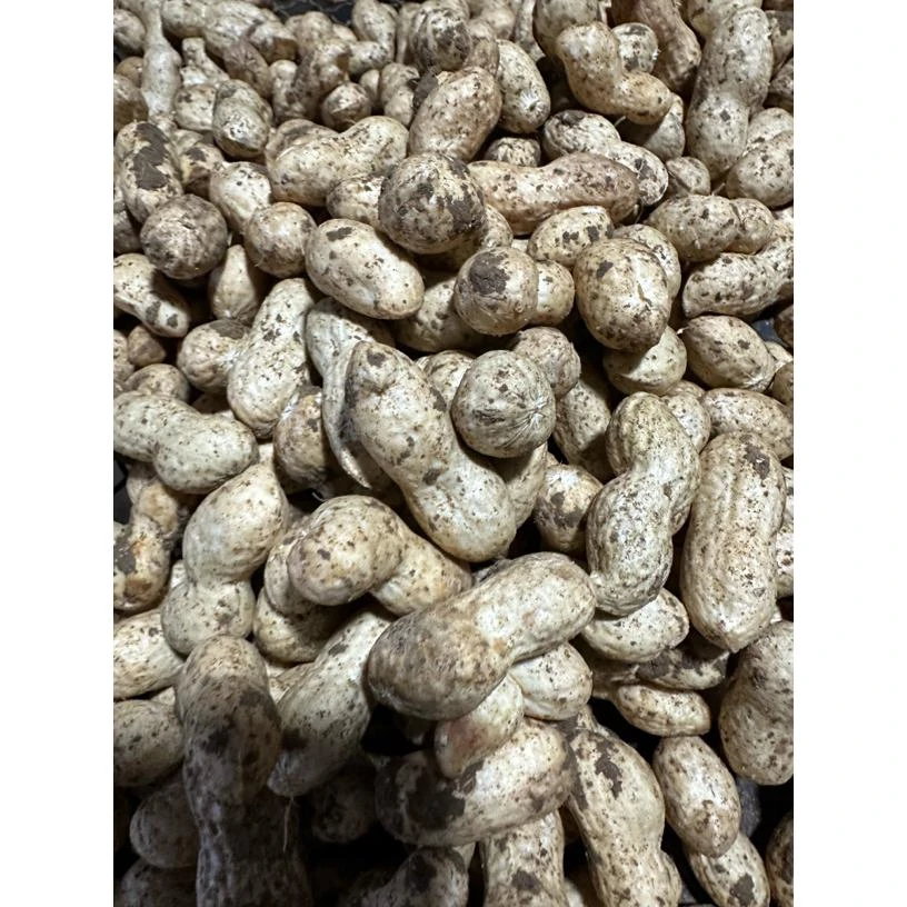 真空包装新鲜现挖带壳带泥花生可水煮生吃甘甜饱满