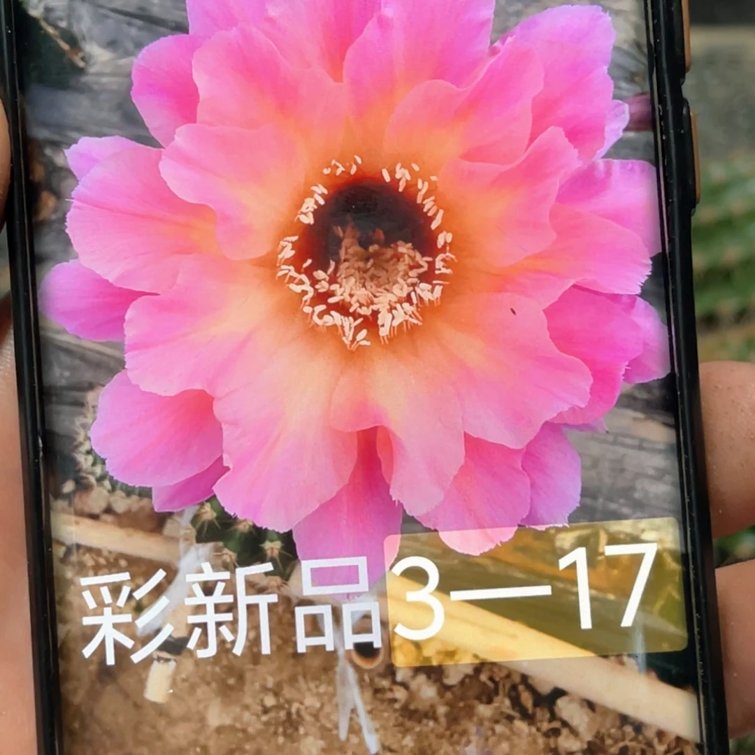 彩 3–17侧芽 歪 满20包邮5–6公分
