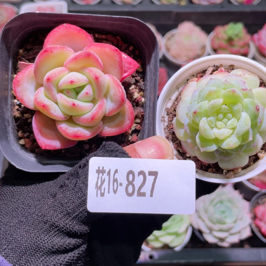 花利美16-827多肉2颗