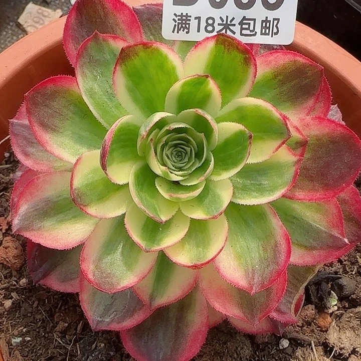 多肉法师淘宝福利