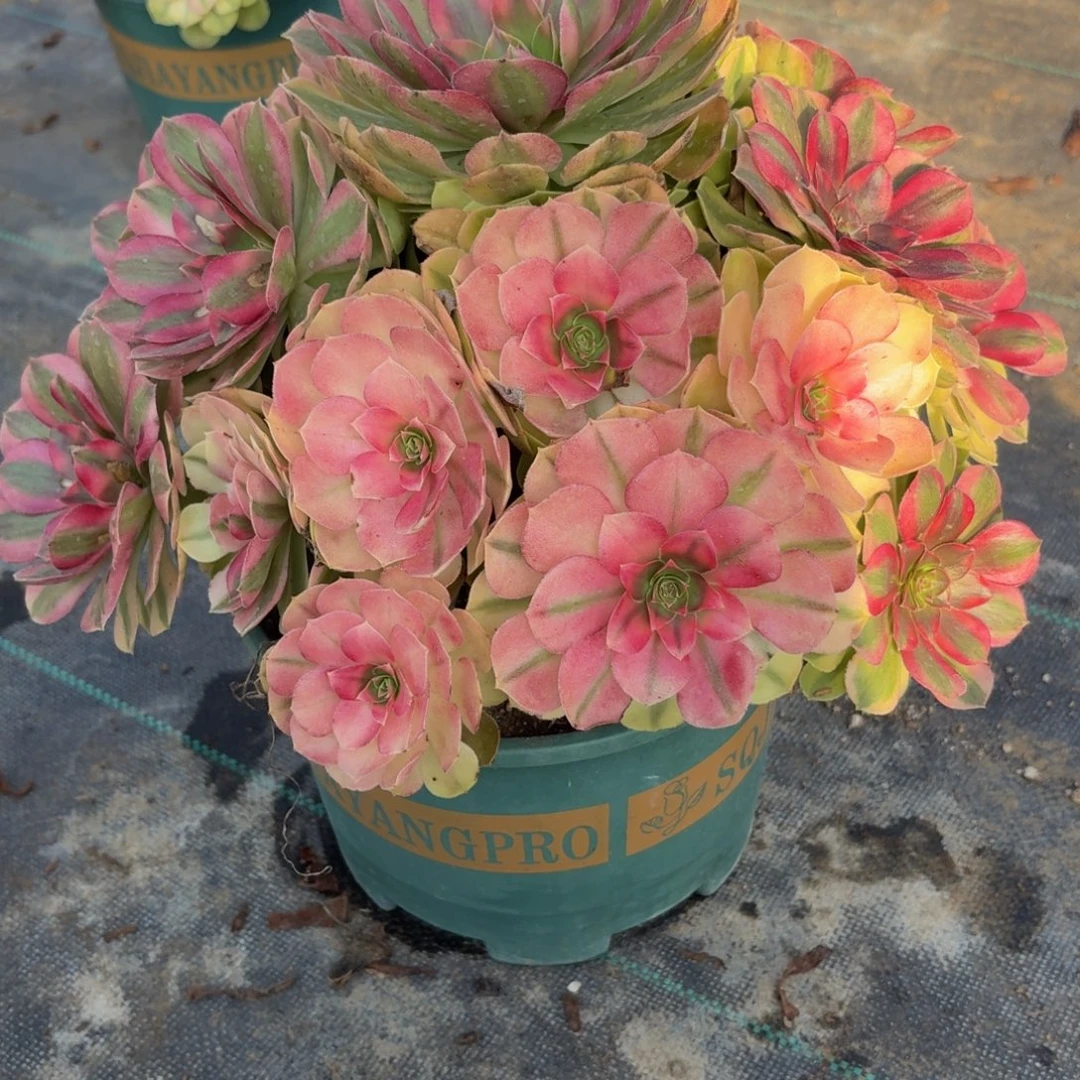 玲***花798大雨河多肉植物