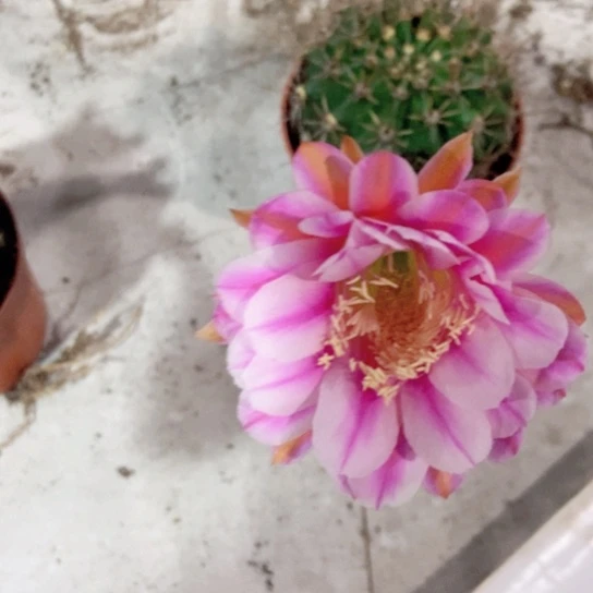 实生彩草一物一拍5