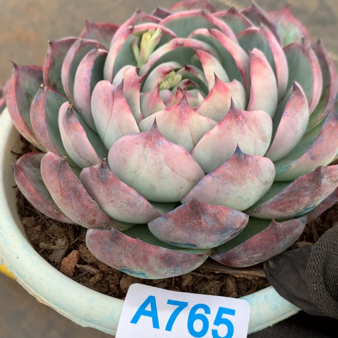 A765售后范围：签收起7天内，录开箱视频