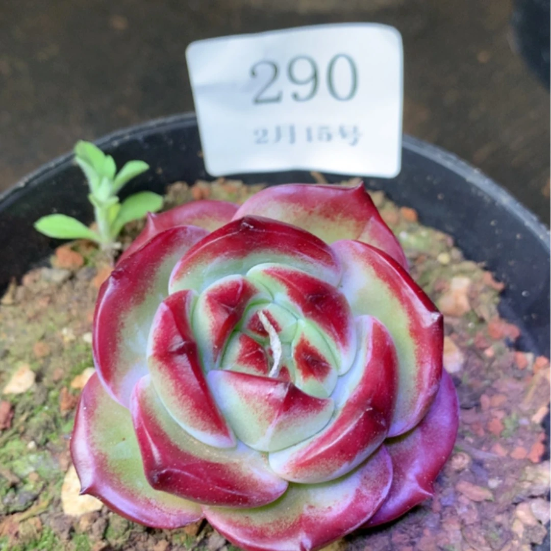 【闪购商品】云290