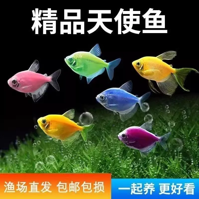 热带小鱼观赏鱼糖果天使鱼群游斑马孔雀热带鱼小型鱼淡水好养耐活