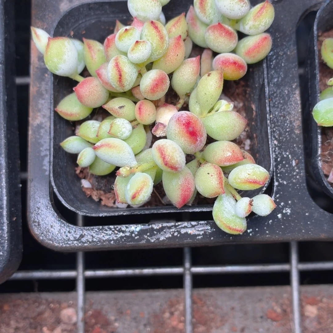 达摩福娘多肉9.9包邮发货