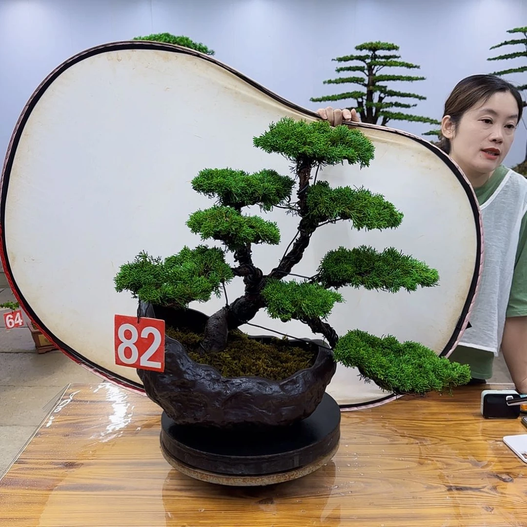 无花朵盆景直播间一物一拍