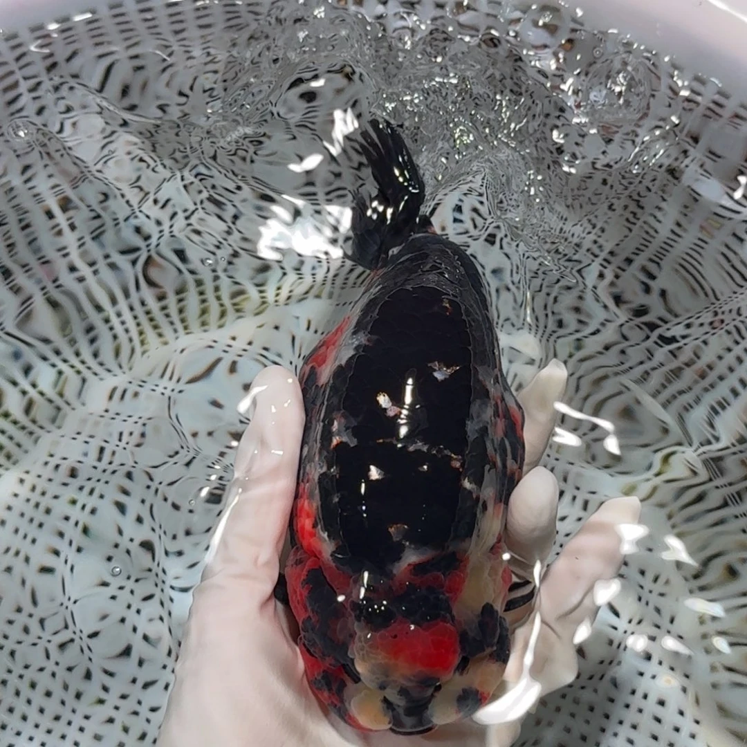 海水鱼精品高货兰寿