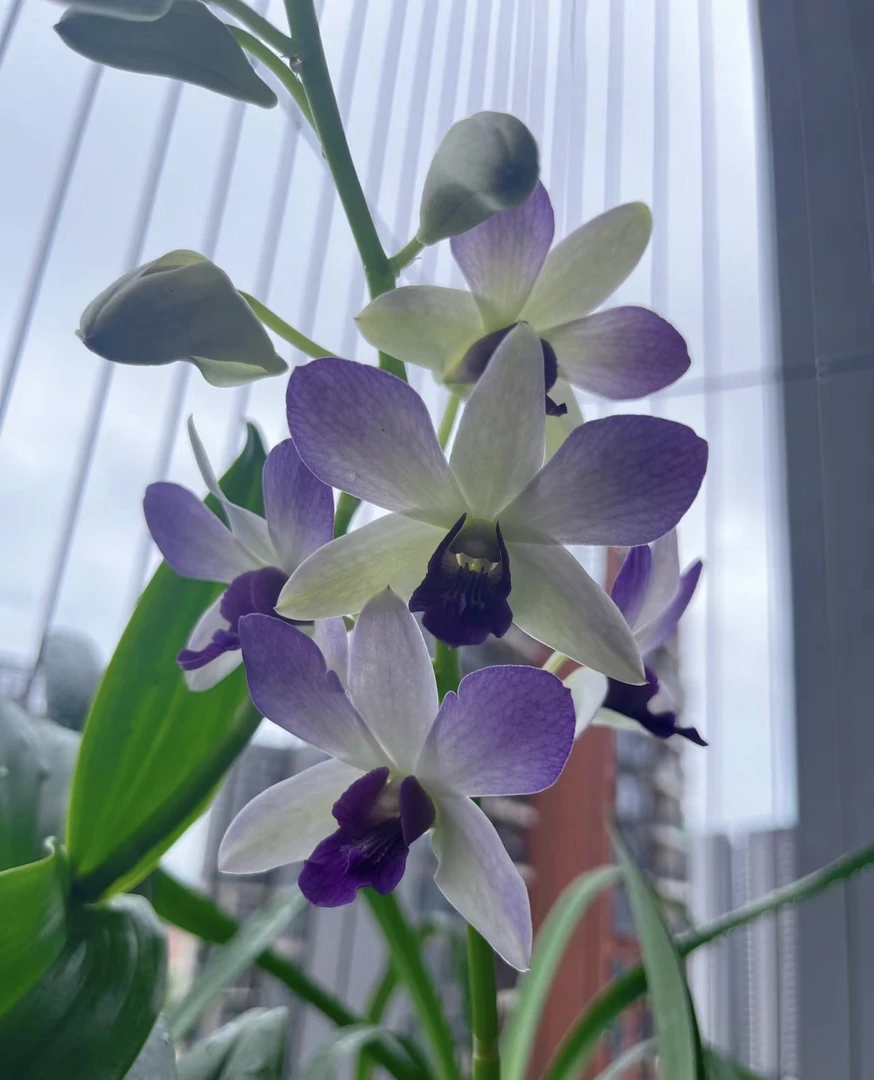 贵夫人【 秋石斛 】 爆花耐寒好养护 云南鲜花绿植